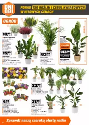 Gazetka promocyjna Obi - Gazetka OBI - Gazetka - ważna od 30.09 do 30.09.2025 - strona 10 - produkty: Hiacynt, Tulipan, Kosz, Palma, Narcyz, Krokus, Ogród