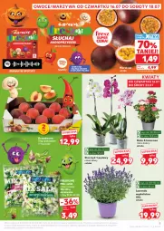 Gazetka promocyjna Kaufland - Gazetka tygodnia - Gazetka - ważna od 22.07 do 22.07.2026 - strona 5 - produkty: Warzywa, Róża, Sałat, Storczyk, Brzoskwinie, Owoce