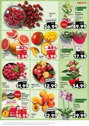 Gazetka promocyjna Kaufland - Gazetka - ważna od 28.05 do 28.05.2024 - strona 7 - produkty: Sok, Ser, Storczyk, Nektar, Grejpfrut, Fa