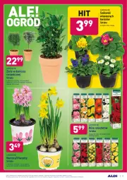 Gazetka promocyjna Aldi - ALE! CENA - Gazetka - ważna od 13.03 do 13.03.2021 - strona 27 - produkty: Sok, Hiacynt, Zioła w doniczce, Laur, Narcyz