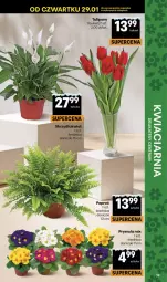 Gazetka promocyjna Delikatesy Centrum - Franczyza DC05 Czwartek - Gazetka - ważna od 04.02 do 04.02.2026 - strona 39 - produkty: Tulipan, Prymula, Bukiet