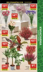 Gazetka promocyjna Delikatesy Centrum - Franczyza DC40 Czwartek - Gazetka - ważna od 08.10 do 08.10.2025 - strona 24 - produkty: Róża, Bukiet