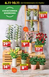 Gazetka promocyjna Biedronka - Od poniedzialku - Gazetka - ważna od 11.11 do 11.11.2023 - strona 21 - produkty: Sok, Por, Tulipan, Róża, Wazon, LG