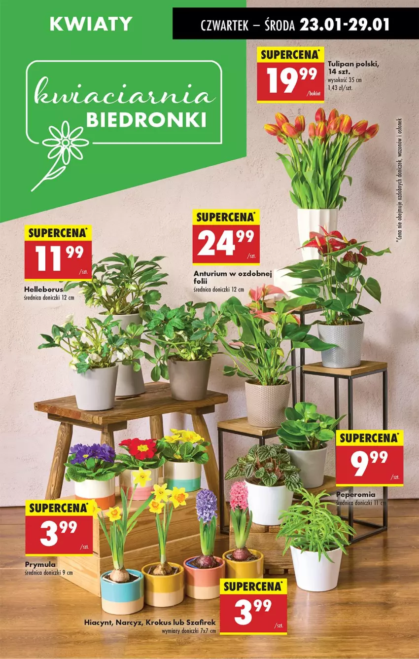 Gazetka promocyjna Biedronka - Od Czwartku - ważna 23.01 do 29.01.2025 - strona 73 - produkty: Hiacynt, Krokus, Narcyz, Prymula, Sok, Tulipan, Wazon