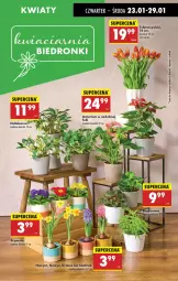Gazetka promocyjna Biedronka - Od Czwartku - Gazetka - ważna od 29.01 do 29.01.2025 - strona 73 - produkty: Sok, Hiacynt, Tulipan, Prymula, Wazon, Narcyz, Krokus