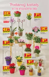 Gazetka promocyjna Biedronka - W tym tygodniu - Gazetka - ważna od 09.03 do 09.03.2022 - strona 2 - produkty: Tulipan, Kosz, Storczyk
