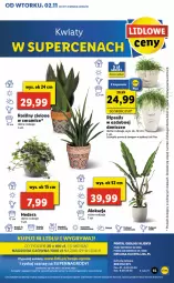 Gazetka promocyjna Lidl - GAZETKA - Gazetka - ważna od 03.11 do 03.11.2021 - strona 55 - produkty: Gry, Sati, Mola
