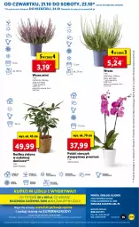 Gazetka promocyjna Lidl - GAZETKA - Gazetka - ważna od 24.10 do 24.10.2021 - strona 55 - produkty: Sok, Por, Gry, Cień, O nas, Storczyk, Mola