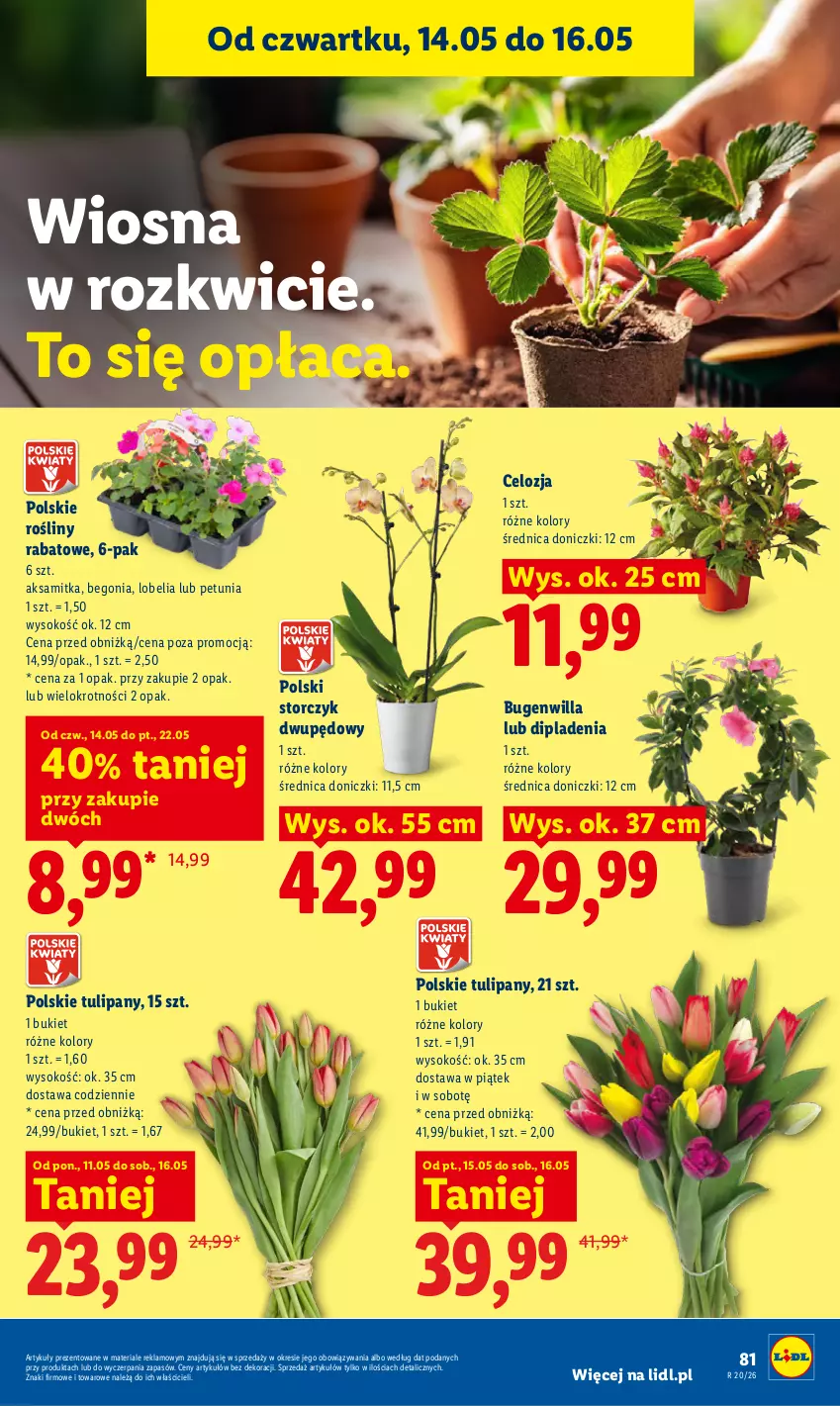 Gazetka promocyjna Lidl - Gazetka ważna od 14.05 do 16.05 - ważna 14.05 do 16.05.2026 - strona 87 - produkty: Aksam, Bukiet, Sok, Storczyk, Tulipan