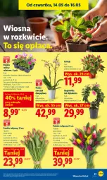 Gazetka promocyjna Lidl - Gazetka ważna od 14.05 do 16.05 - Gazetka - ważna od 16.05 do 16.05.2026 - strona 87 - produkty: Sok, Tulipan, Storczyk, Bukiet, Aksam