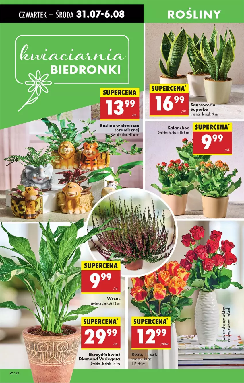 Gazetka promocyjna Biedronka - Od Czwartku - ważna 31.07 do 06.08.2025 - strona 32 - produkty: Kalanchoe, Wazon