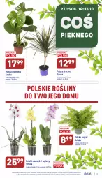 Gazetka promocyjna Aldi - Zaplanuj zakupy wcześniej - Gazetka - ważna od 15.10 do 15.10.2022 - strona 13 - produkty: Sok, Tera, Storczyk
