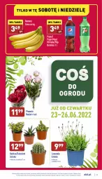 Gazetka promocyjna Aldi - Katalog spożywczy - Gazetka - ważna od 26.06 do 26.06.2022 - strona 29 - produkty: Piwo, Banany, 7up, Pepsi max, Kaktus, Mirinda, Pepsi, Bukiet, Sukulent
