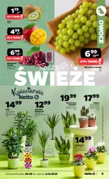 Gazetka promocyjna Netto - Od Poniedziałku - Gazetka - ważna od 04.10 do 04.10.2025 - strona 9 - produkty: Gin, Cyklamen, Kaktus, Kiwi, Owoce, Wino, Mango