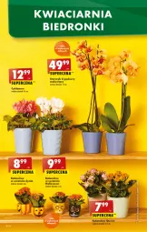 Gazetka promocyjna Biedronka - Ale tydzień - Gazetka - ważna od 22.10 do 22.10.2022 - strona 10 - produkty: Cyklamen, Kalanchoe, Storczyk