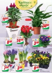 Gazetka promocyjna Dino - Gazetka - Gazetka - ważna od 23.03 do 23.03.2021 - strona 18 - produkty: Hiacynt, Prymula, Kalanchoe, Bukiet, Narcyz