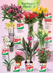 Gazetka promocyjna Dino - Gazetka - Gazetka - ważna od 18.10 do 18.10.2022 - strona 19 - produkty: Kurkuma, Sok, Tulipan, Róża, Storczyk, Bukiet