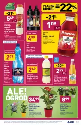 Gazetka promocyjna Aldi - Gazetka - ważna od 07.08 do 07.08.2021 - strona 25 - produkty: Majonez, Ketchup, Dawtona, Sos, Sok, Gerber, Róża, Kalanchoe, Tera, Schweppes, Napój gazowany, Limonka, Napój, Mięta, Grejpfrut, Fa