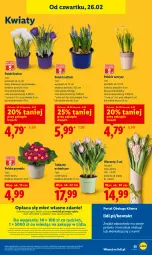 Gazetka promocyjna Lidl - Oferta ważna od 26.02 do 28.02 - Gazetka - ważna od 28.02 do 28.02.2026 - strona 55 - produkty: Sok, Por, Gra, Hiacynt, Tulipan, Prymula, Portal, Laur, Mola, Bukiet, Narcyz, Krokus