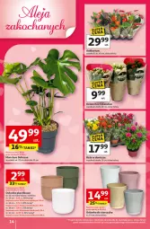 Gazetka promocyjna Auchan - 30 Lat Hipermarket - Gazetka - ważna od 11.02 do 11.02.2026 - strona 14 - produkty: Sok, Kalanchoe, Tera, Storczyk, Osłonka