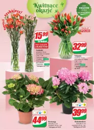 Gazetka promocyjna Dino - Gazetka 20 / 2024 - Gazetka - ważna od 21.05 do 21.05.2024 - strona 50 - produkty: Sok, Tulipan, Bukiet