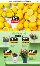 Gazetka promocyjna Netto - Artykuły spożywcze - Gazetka - ważna od 09.09 do 09.09.2023 - strona 5 - produkty: Róża, Kalanchoe, Siatka