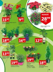 Gazetka promocyjna Auchan - Udane grillowanie jest w cenie Hipermarkety - Gazetka - ważna od 28.05 do 28.05.2022 - strona 33 - produkty: Hibiskus