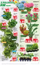 Gazetka promocyjna Kaufland - OFERTA TYGODNIA - Gazetka - ważna od 08.06 do 08.06.2022 - strona 15 - produkty: Pietruszka, Kolendra, Pieprz, Bazyl, Bazylia, Mięta