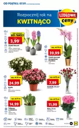 Gazetka promocyjna Lidl - GAZETKA - Gazetka - ważna od 09.01 do 09.01.2022 - strona 47 - produkty: Hiacynt, Tulipan, Cień, Storczyk