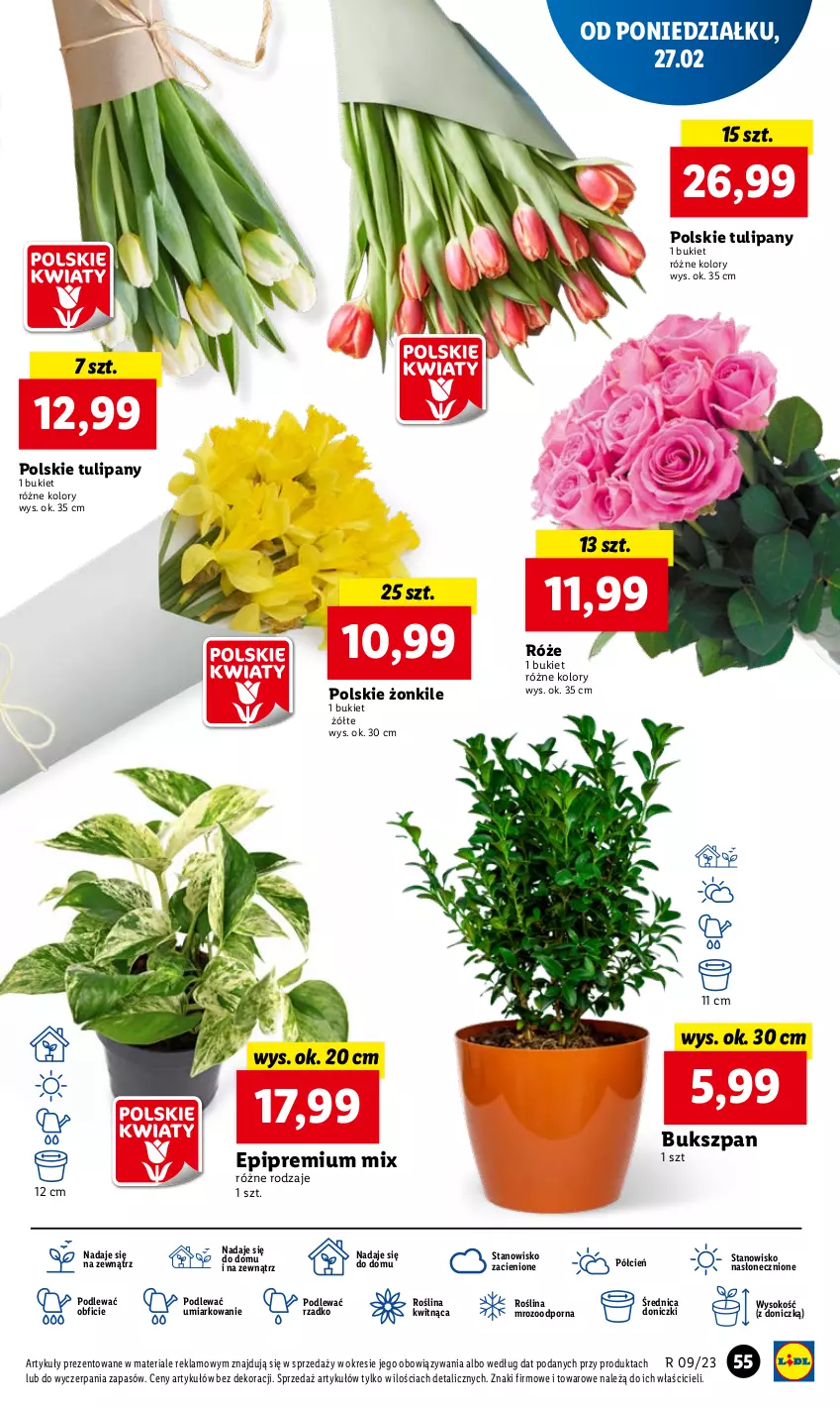 Gazetka promocyjna Lidl - GAZETKA - ważna 27.02 do 01.03.2023 - strona 61 - produkty: Bukiet, Cień, O nas, Por, Sok, Tulipan