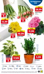 Gazetka promocyjna Lidl - GAZETKA - Gazetka - ważna od 01.03 do 01.03.2023 - strona 61 - produkty: Sok, Por, Tulipan, Cień, O nas, Bukiet