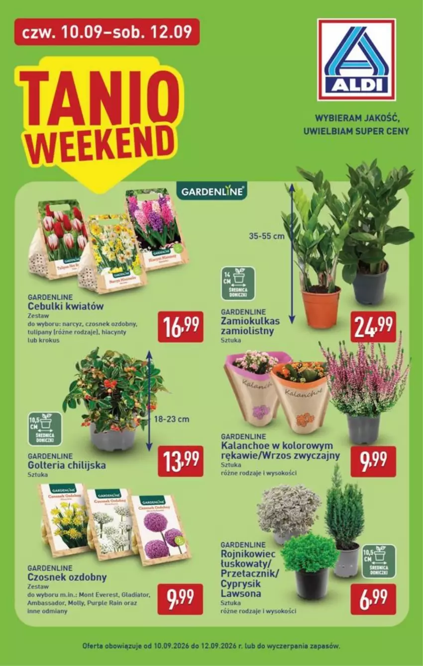 Gazetka promocyjna Aldi - Pełna oferta - ważna 07.09 do 12.09.2026 - strona 34 - produkty: Cyprysik, Czosnek, Hiacynt, Kalanchoe, Krokus, Narcyz, Pur, Ser, Sok, Tulipan