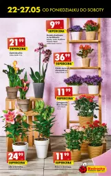 Gazetka promocyjna Biedronka - Od poniedziałku 22.05 - Gazetka - ważna od 27.05 do 27.05.2023 - strona 5 - produkty: Campanula, Torebka, Róża, Chia, Storczyk