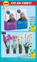 Gazetka promocyjna Carrefour - Gazetka Carrefour Białystok w SUMIE Zmieniliśmy się dla Ciebie - Gazetka - ważna od 30.08 do 30.08.2026 - strona 36 - produkty: Koc, Storczyk, Flora