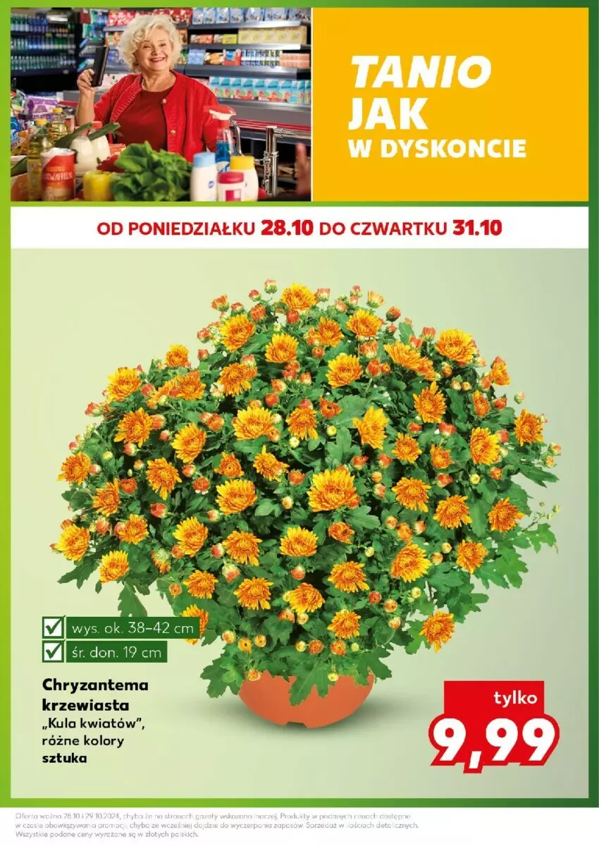 Gazetka promocyjna Kaufland - ważna 28.10 do 29.10.2024 - strona 23 - produkty: Chryzantema