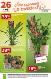 Gazetka promocyjna Stokrotka - Market - Gazetka - ważna od 27.05 do 27.05.2026 - strona 11 - produkty: Warzywa, Kosz, Kalanchoe, Optima, Owoce, Mięso