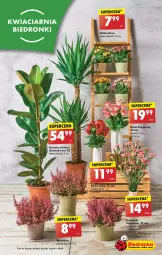 Gazetka promocyjna Biedronka - Od czwartku - Gazetka - ważna od 06.09 do 06.09.2023 - strona 17 - produkty: Sok, Róża, Kalanchoe, Wazon