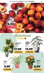 Gazetka promocyjna Netto - Artykuły spożywcze - Gazetka - ważna od 03.09 do 03.09.2022 - strona 5 - produkty: Gerber, Chia, Nektarynka, Nektar