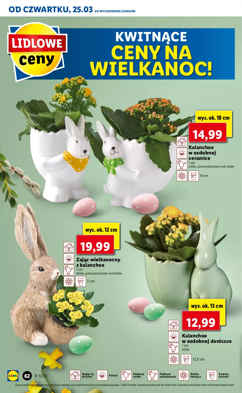 Gazetka promocyjna Lidl - GAZETKA - ważna 25.03 do 28.03.2021 - strona 62 - produkty: Cień, Kalanchoe