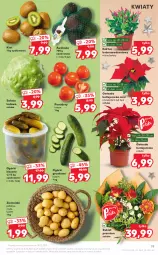 Gazetka promocyjna Kaufland - OFERTA TYGODNIA - Gazetka - ważna od 21.12 do 21.12.2021 - strona 19 - produkty: Sałata lodowa, Kaktus, Kiwi, Ziemniaki, Gwiazda, Sałat, Bukiet, Grunt, Pomidory
