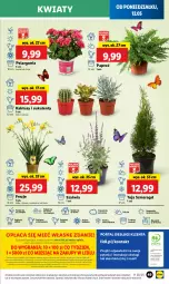 Gazetka promocyjna Lidl - GAZETKA - Gazetka - ważna od 14.05 do 14.05.2025 - strona 59 - produkty: Sok, Por, Gra, Kaktus, Cień, O nas, Portal, Laur, Mola, Astrid, Sukulent