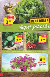 Gazetka promocyjna Arhelan - Gazetka - Gazetka - ważna od 15.05 do 15.05.2022 - strona 2 - produkty: Ogórek, Surf, Sałat, Rzodkiewka