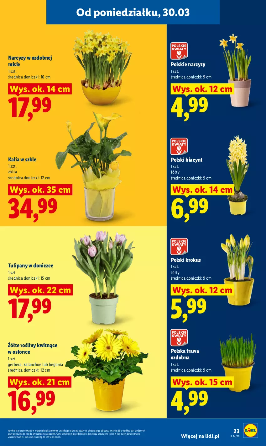 Gazetka promocyjna Lidl - Gazetka ważna od 30.03 do 1.04 - ważna 30.03 do 01.04.2026 - strona 23 - produkty: Gerber, Hiacynt, Kalanchoe, Krokus, Narcyz, Tulipan