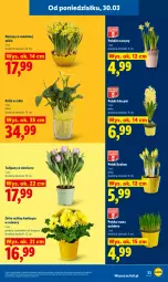 Gazetka promocyjna Lidl - Gazetka ważna od 30.03 do 1.04 - Gazetka - ważna od 01.04 do 01.04.2026 - strona 23 - produkty: Hiacynt, Gerber, Tulipan, Kalanchoe, Narcyz, Krokus