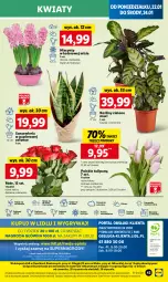 Gazetka promocyjna Lidl - GAZETKA - Gazetka - ważna od 24.01 do 24.01.2024 - strona 45 - produkty: Sok, Por, Gry, Hiacynt, Papier, Tulipan, Cień, O nas, Mola, Bukiet