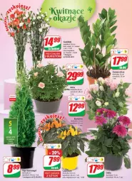 Gazetka promocyjna Dino - Gazetka - Gazetka - ważna od 30.08 do 30.08.2022 - strona 18 - produkty: Sok, Róża, Bukiet