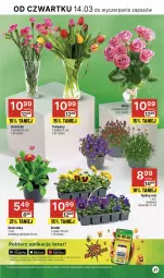 Gazetka promocyjna Delikatesy Centrum - NOWA GAZETKA Delikatesy Centrum od 14 marca! 14-20.03.2024 - Gazetka - ważna od 20.03 do 20.03.2024 - strona 37 - produkty: Tulipan, Tera, Bukiet