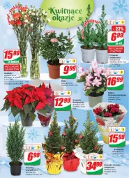 Gazetka promocyjna Dino - Gazetka - Gazetka - ważna od 20.12 do 20.12.2022 - strona 21 - produkty: Sok, Choinka, Inka, Gwiazda, Bukiet