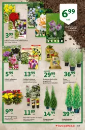 Gazetka promocyjna Auchan - Małe ceny Hipermarkety - Gazetka - ważna od 08.09 do 08.09.2021 - strona 33 - produkty: Tulipan, Róża, Cień, Narcyz, Fanta, Flora, Fa