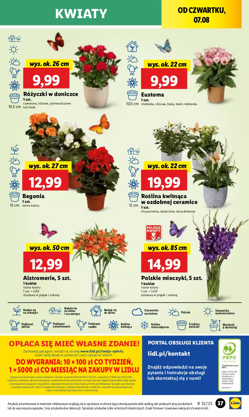 Gazetka promocyjna Lidl - GAZETKA - ważna 07.08 do 09.08.2025 - strona 49 - produkty: Bukiet, Chryzantema, Cień, Gra, Kalanchoe, Laur, Miecz, Mola, O nas, Por, Portal, Sok